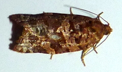 Argyrotaenia tabulana