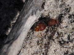 Ephutomorpha ferruginata