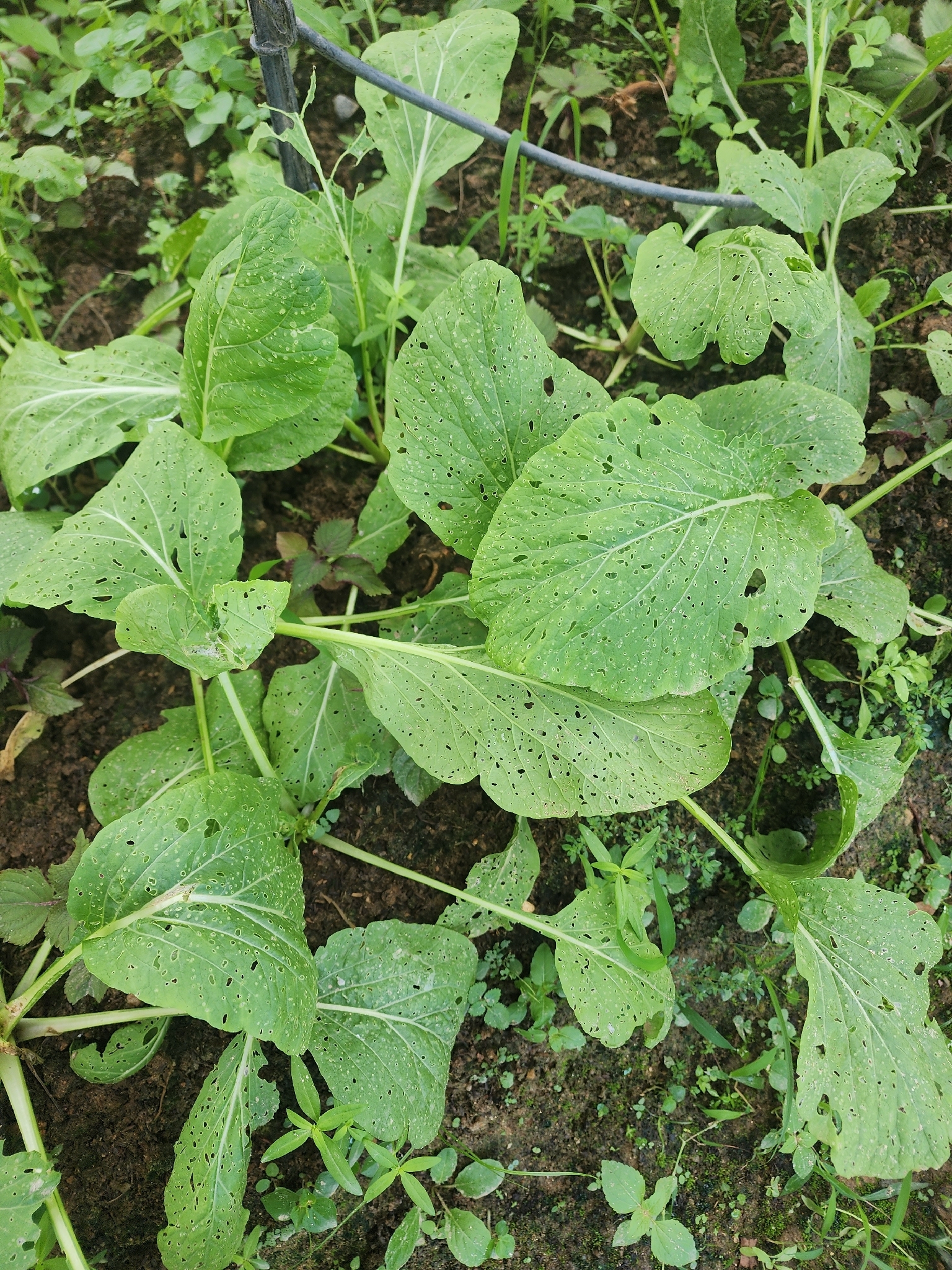 Brassica rapa (Brassica rapa)