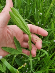 Lathyrus hirsutus