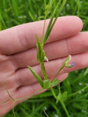 Lathyrus hirsutus
