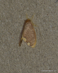 Lepidoptera
