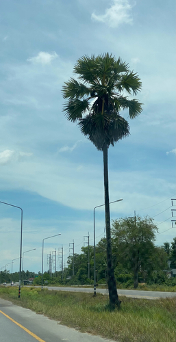 Asian Palmyra Palm
