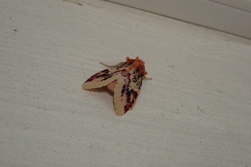 Lily Caterpillar Moth