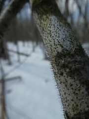 Corniculariella