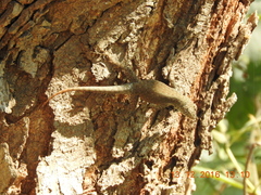 Sceloporus gadoviae