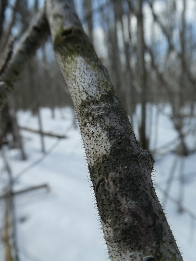 Corniculariella