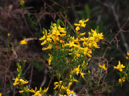 Genista triacanthos, photograph 6