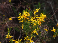 Genista triacanthos, photograph (c) Duarte Frade, some rights reserved (CC BY)