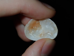 Bostrycapulus pritzkeri