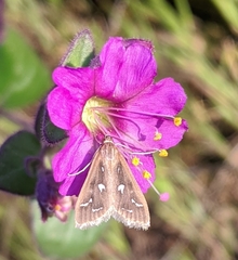 Diastictis