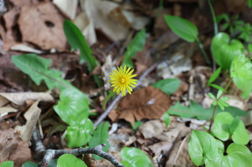 Taraxacum venustum iNat (1)