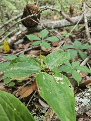 Trillium foetidissimum, photograph 3