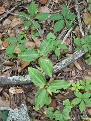 Trillium foetidissimum, photograph (c) Daniel McClosky, some rights reserved (CC BY)