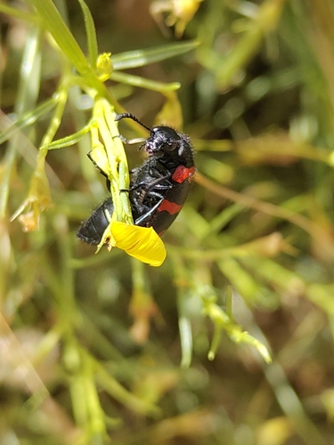 Hycleus biundulatus