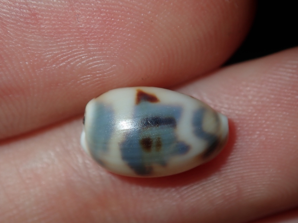 Kiener's Cowry