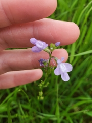 Lathyrus hirsutus