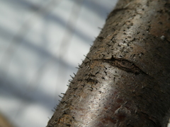 Corniculariella