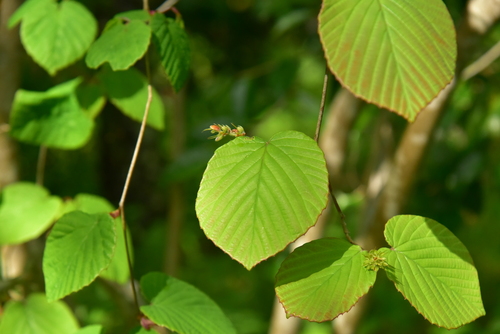 Corylopsis pauciflora observed 2026-05-01