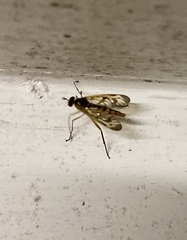 Rhagio albicornis