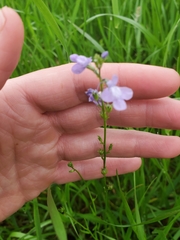Lathyrus hirsutus