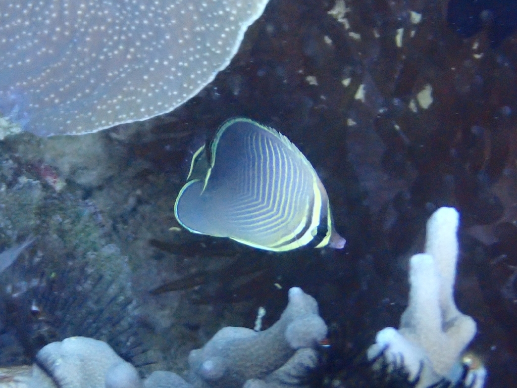 Eastern Triangle Butterflyfish