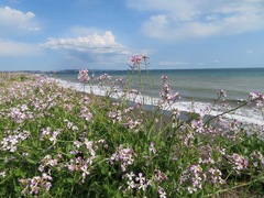 Raphanus sativus raphanistroides