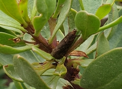 Achyra affinitalis