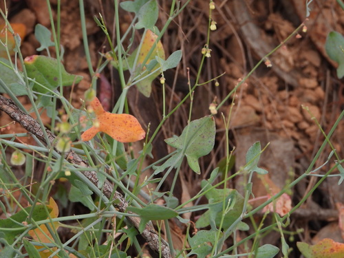 Rumex induratus, photograph 3