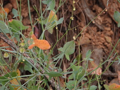 Rumex induratus, photograph (c) Duarte Frade, some rights reserved (CC BY)