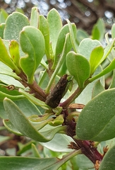 Achyra affinitalis