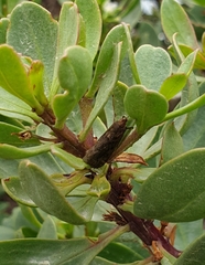 Achyra affinitalis