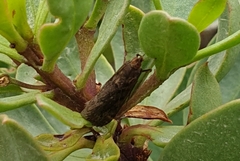 Achyra affinitalis
