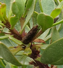 Achyra affinitalis