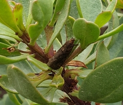 Achyra affinitalis