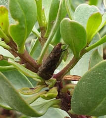 Achyra affinitalis