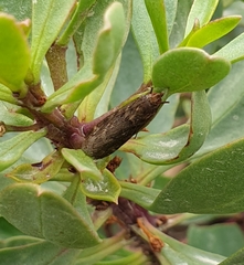 Achyra affinitalis