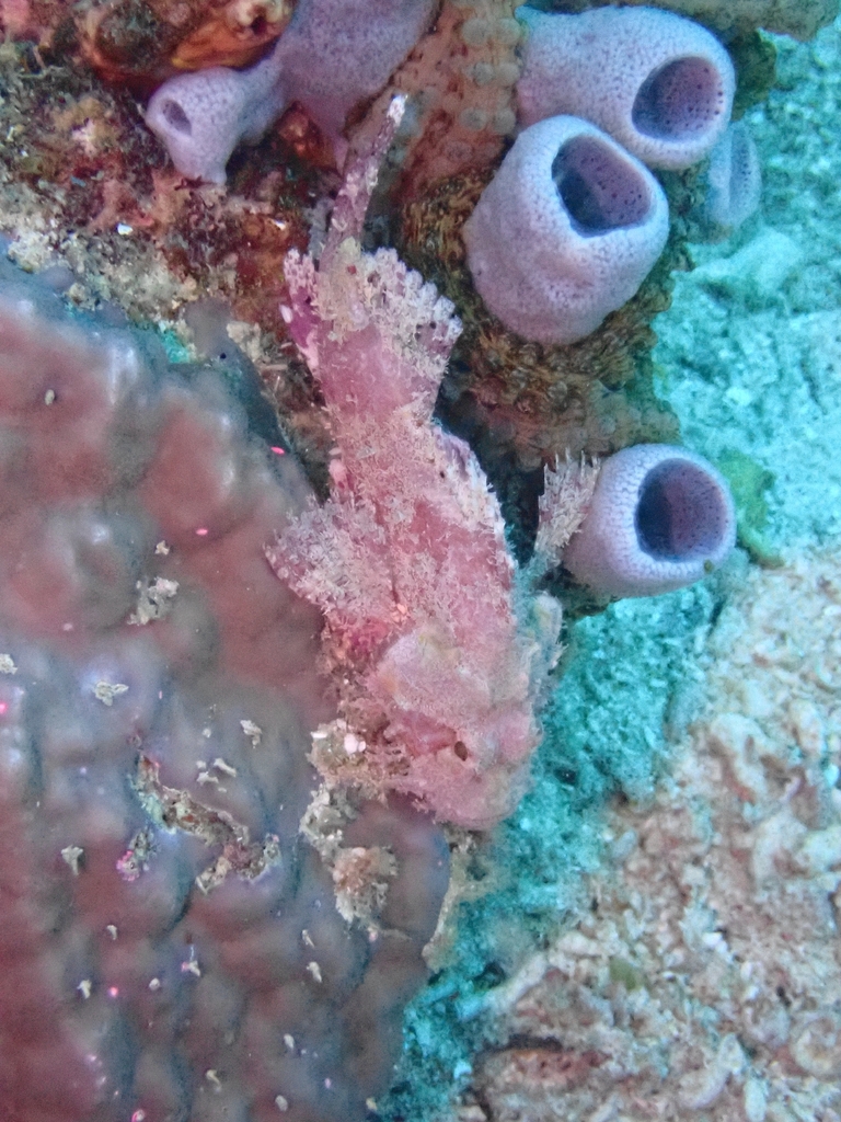 Smallscale Scorpionfish