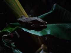 Polypedates cruciger