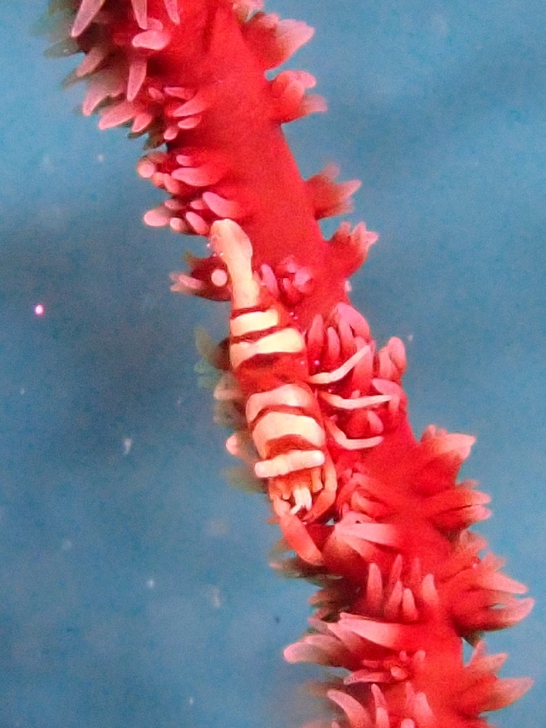 Anker's Whip Coral Shrimp