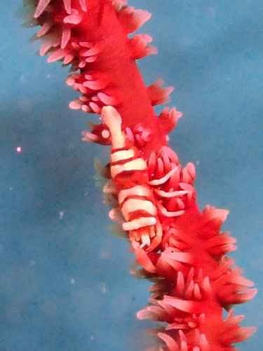 ムチカラマツエビの写真
