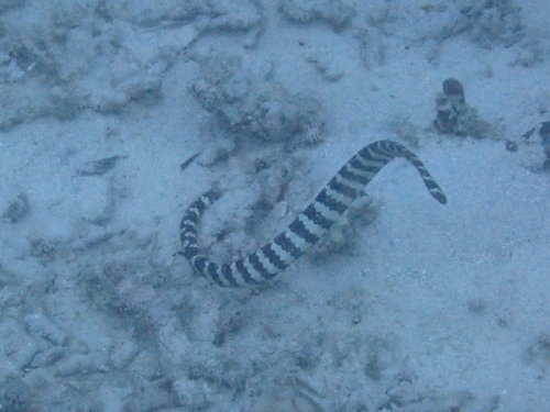 Eastern Turtle-headed Sea Snake