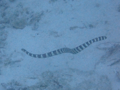 Eastern Turtle-headed Sea Snake