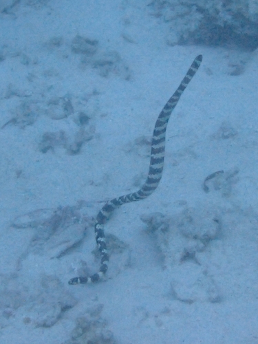 Eastern Turtle-headed Sea Snake