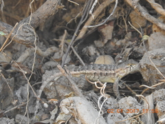 Sceloporus horridus