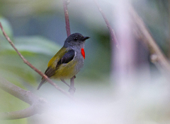 Halmahera Flowerpecker photo 1
