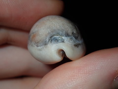 Erronea subviridis