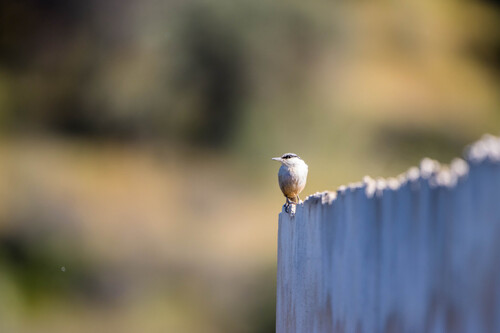 Western Rock Nuthatch