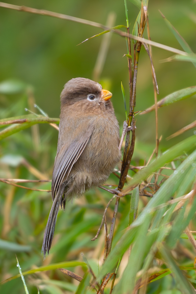 Three-toed Parrotbill