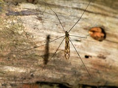 Discobola tessellata